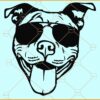 Pitbull with sunglasses SVG