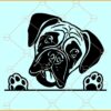 Boxer dog Peeking SVG, Boxer dog SVG, Boxer svg, Peeking Boxer Dog breed svg