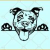 Peeking Pitbull SVG, Pitbull Face svg, Pitbull SVG, Pitbull clipart svg