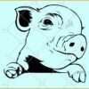 Peeking baby pig SVG, Pig Face svg, Piggy SVG, Piggy clipart svg