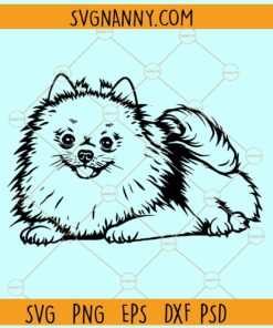 Pomeranian dog SVG, Pomeranian SVG, Pomeranian clipart svg, Pomeranian dog Svg