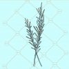 Rosemary spring clipart svg